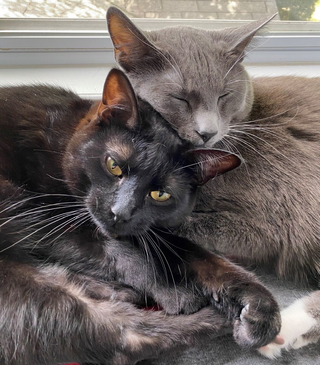 Kitty Brothers